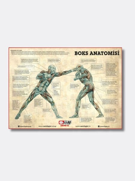 Boks Anatomisi Canvas Tablo